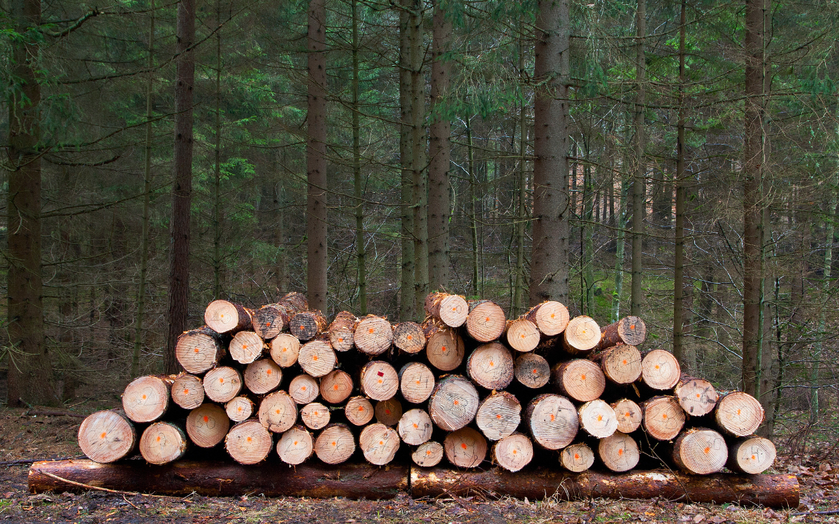 Cost-Share Programs for Forest Landowners in Wisconsin: EQIP, CRP, and State Options